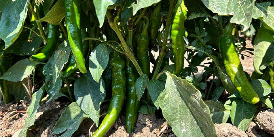 Acı severim diyen bile yiyemiyor! Türkiye'nin en acı biberinin faydası inanılmaz: Zayıflamak için kilo kilo alıyorlar 1